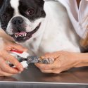 Cute dog getting nails trimmed