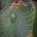 Spider Web