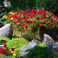 Container Gardening