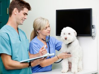 Veterinary Assistant